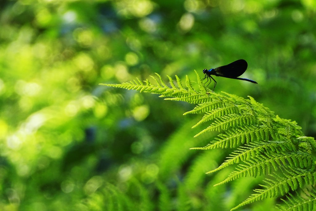 demoiselle couleur