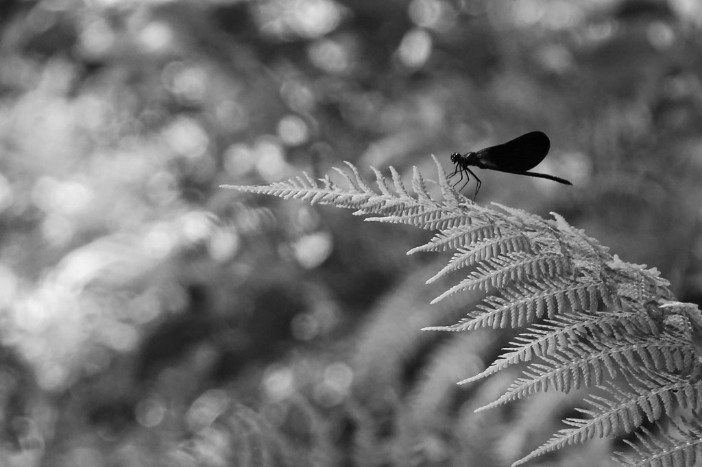 demoiselle noir et blanc