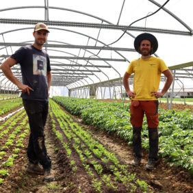 Deux agriculteurs qui prennent la pose devant la caméra dans un de leurs champs de culture bio protégé d’une serre.