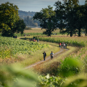 Groupes de randonneurs marchant sur un chemin de randonnée à travers les champs.