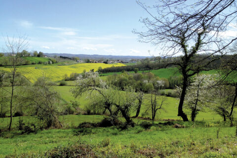Mesplède