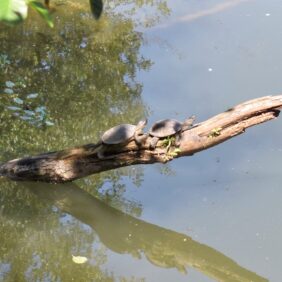 Deux tortues sur une branche sortant de l'eau sur laquelle elle dorment.