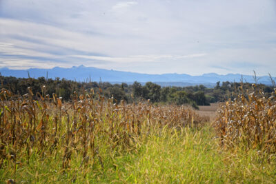 Vue sur les montagne avec au premier plan un beau champs. - Agrandir l'image 1 sur 3, fenêtre modale
