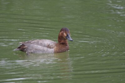 Une Fuligule Milouin femelle qui nage à la Saligue aux oiseaux. - Agrandir l'image 3 sur 3, fenêtre modale