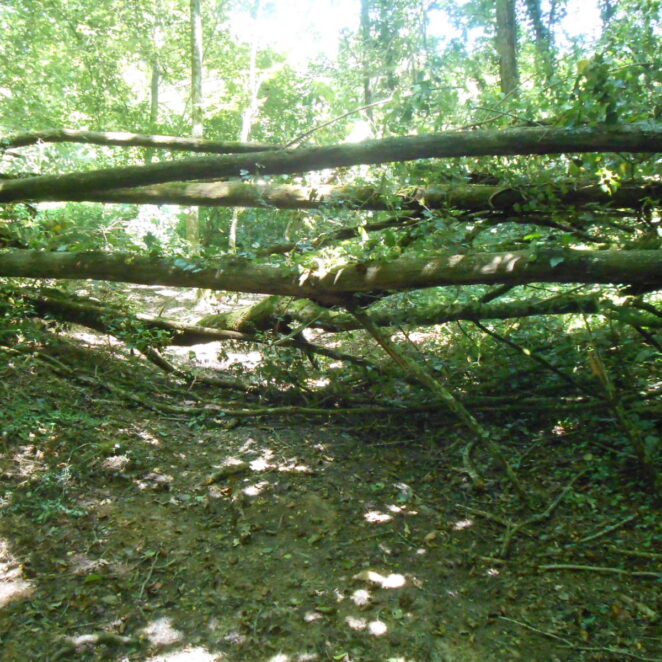 Un arbre tombé en travers d'un chemin de randonnée pédestre rend le passage impossible