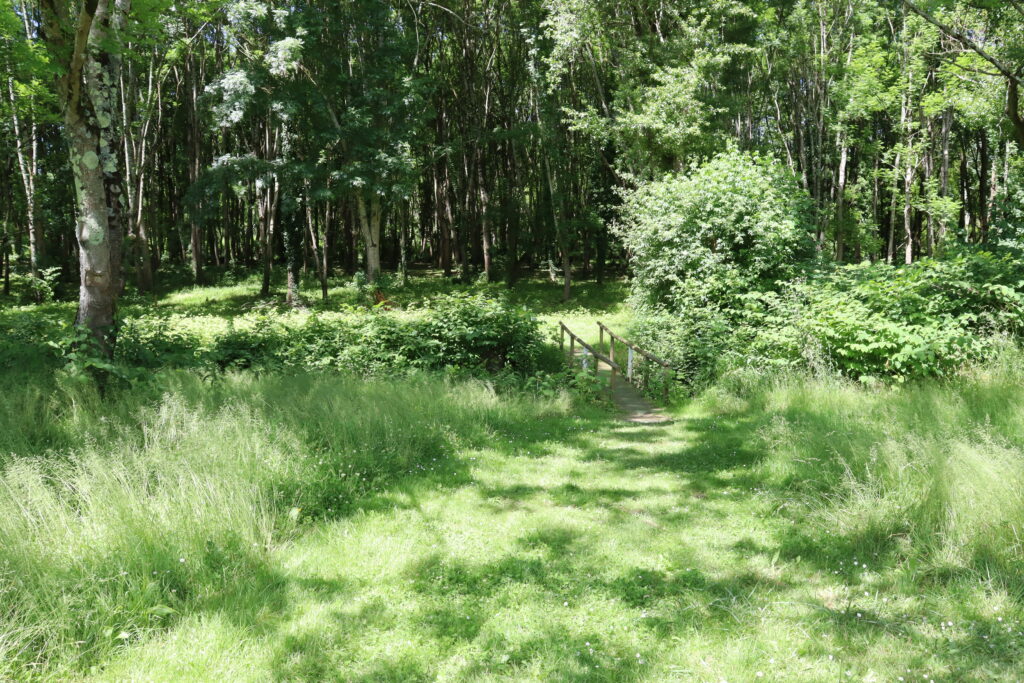 Face à nous se dresse une forêt où par terre l'herbe est haute, sauf sur un chemin devant nous qui mène à un ponton en bois, menant à la forêt.