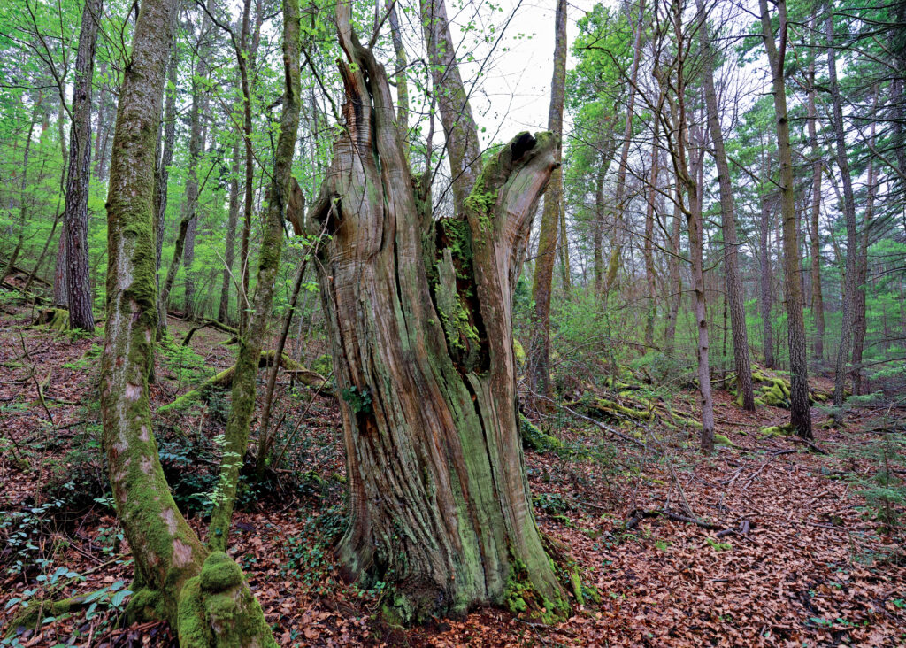 Vue au milieu d'une forêt avec face à nous un gros tronc d'arbre mort, au milieux d'arbres en bonne santé.
