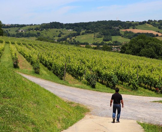 Balade vigneronne : Domaine Montesquiou - MONEIN