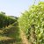 Balade vigneronne : Domaine Nigri - MONEIN