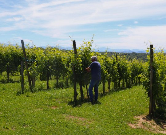 Balade vigneronne : Domaine Malarrode - MONEIN