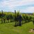 Balade vigneronne : Domaine Malarrode - MONEIN