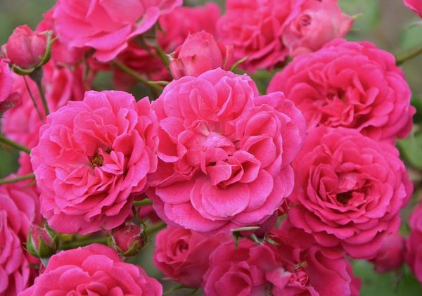 Bienvenue dans mon jardin naturel - MONEIN