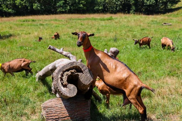 Rendez-vous à la ferme : Les biquettes du Clos Bellevue - CUQUERON