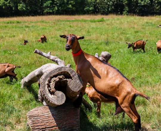Rendez-vous à la ferme : Les biquettes du Clos Bellevue - CUQUERON