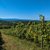 Balade vigneronne : Le Dôme - MONEIN