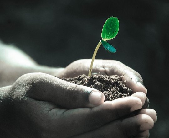 Bourse aux plantes - CESCAU