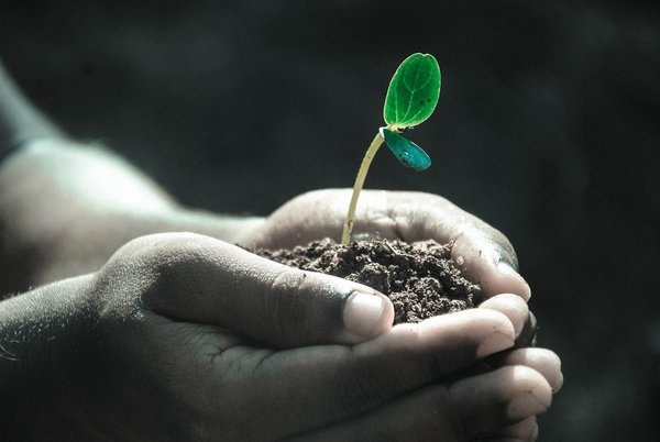 Bourse aux plantes - CESCAU