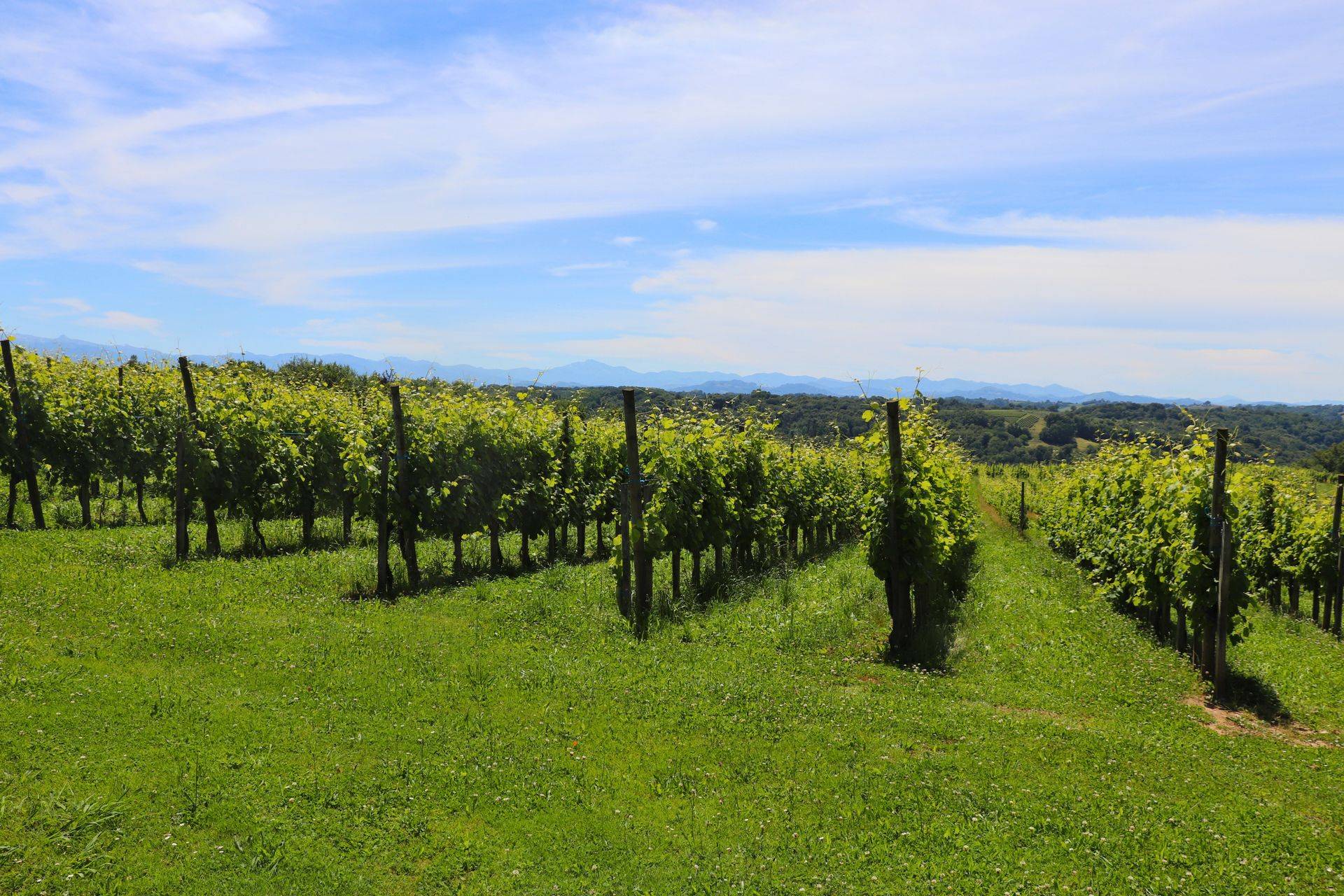 Balade vigneronne : Domaine Malarrode - MONEIN