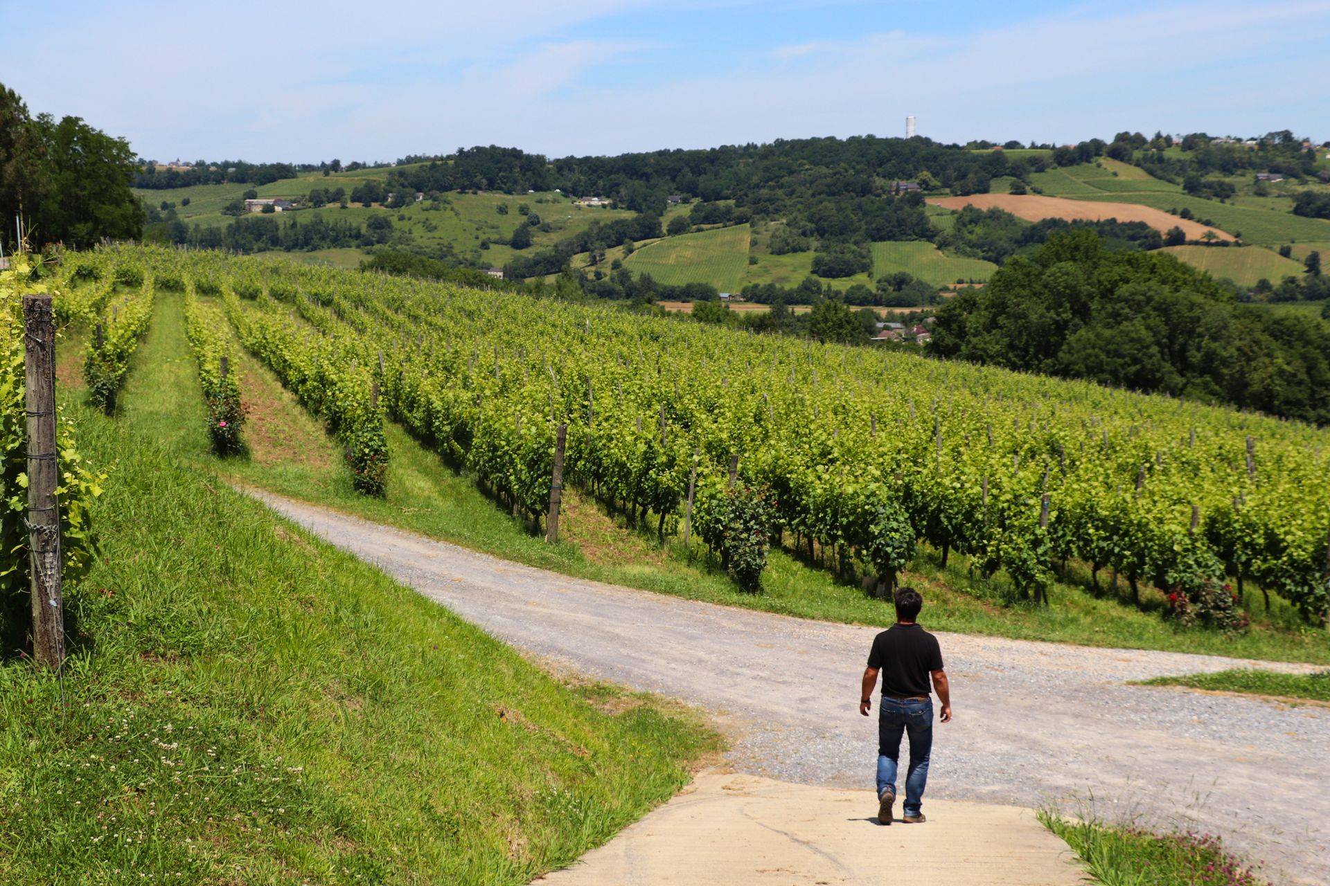 Balade vigneronne : Domaine Montesquiou - MONEIN